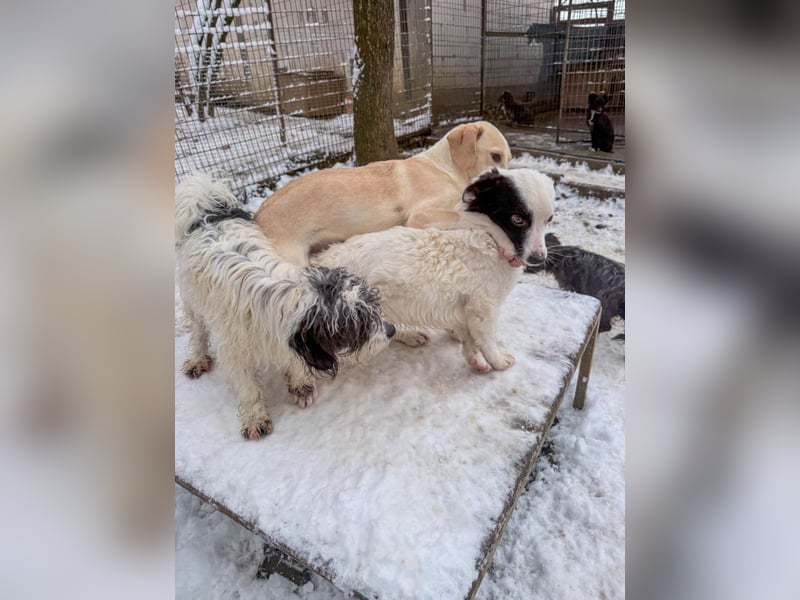 Bezaubernde MAGDALENA wäre gerne ein geliebtes Familienmitglied