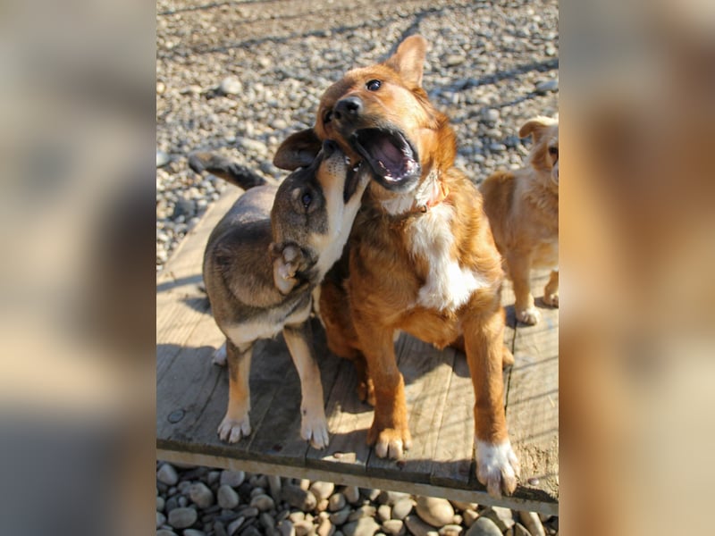 Zauberhafter DARIO - Herzenshund, Knutschkugel und Zuckerbub Zauberhafter DARIO - Herzenshund, Knutschkugel und Zuckerbub