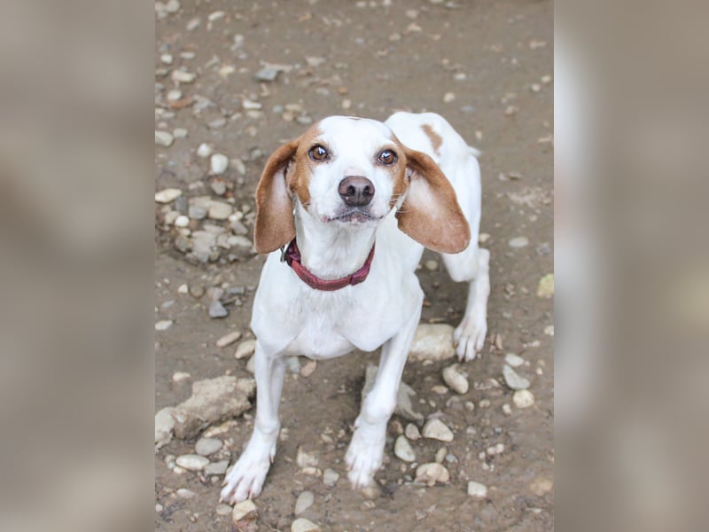 Schmusehund FICO möchte auf seiner PS in Erlangen von dir besucht werden! Komm vorbei!