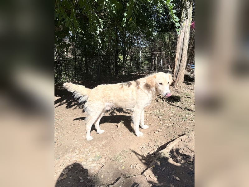 Hoppla - liebenswerter MAXIM möchte on tour gehen