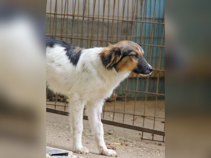 Bezaubernde JULIANA wäre gerne ein geliebtes Familienmitglied