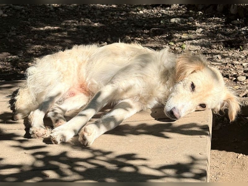 Herzensmensch gesucht - lieber MAXIM hofft auf sein Glück