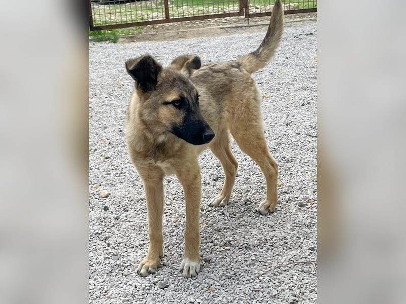 Kuschelmaus JOSEPHINE will endlich von ihren Menschen entdeckt werden