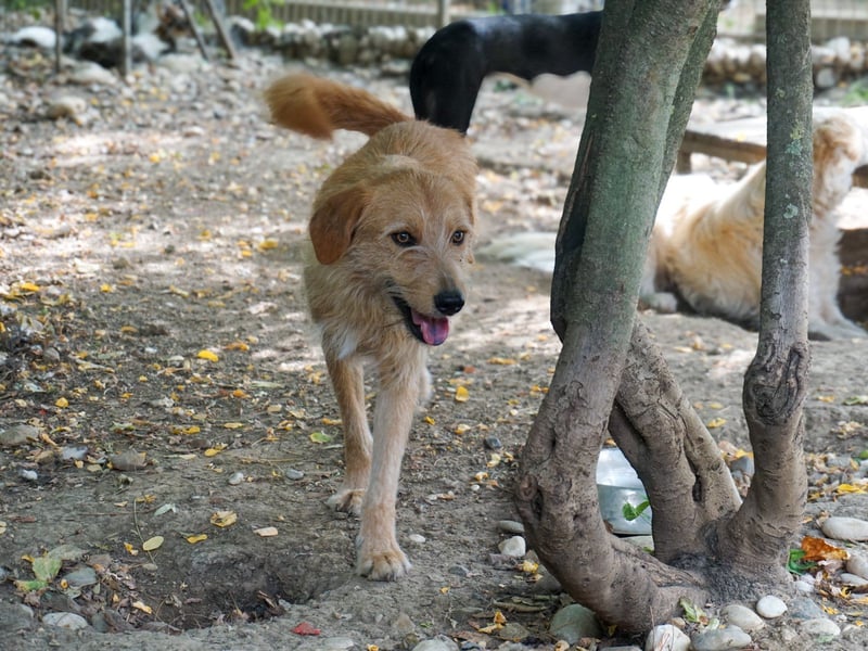 Zuckersüßer DARCY - manchmal etwas zurückhaltend aber doch neugierig Zuckersüßer DARCY - manchmal etwas zurückhaltend aber doch neugierig