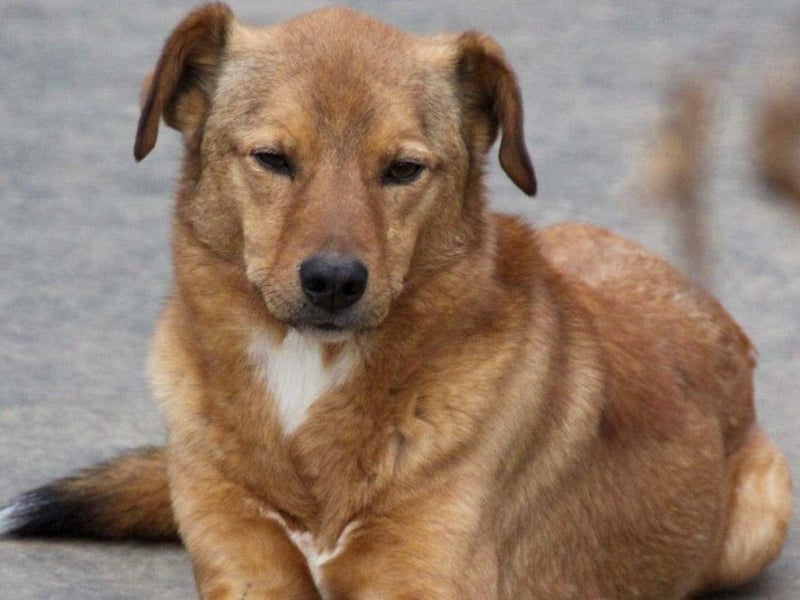SVEN erfahrener friedlicher Hunderentner - sucht erfahrene Herzensmenschen