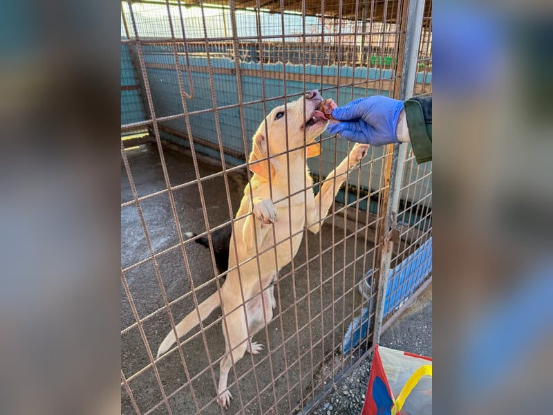 Bezaubernde MAGDALENA wäre gerne ein geliebtes Familienmitglied