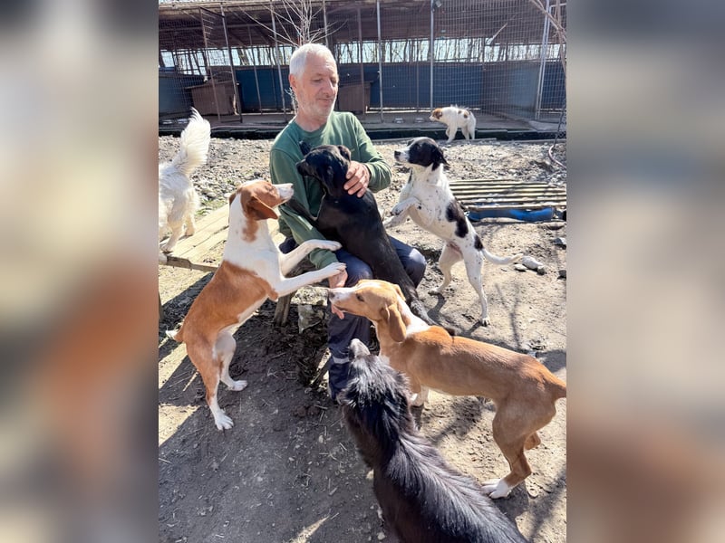 Verspielt, verschmust und neugierig - PERDITA könnte deine Traumhündin werden