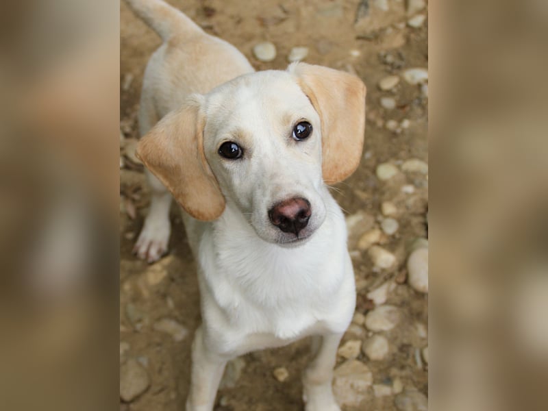 TIAGO - will Dich verzaubern TIAGO - will Dich verzaubern