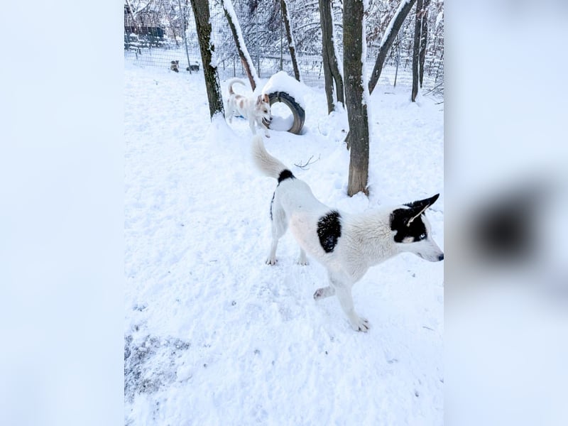 Lebensfrohe LIMA bezaubert durch ihre fröhliche und liebe Art