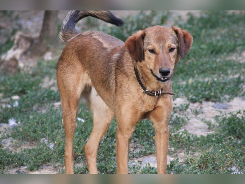 OPI OSCAR - bist du sein Herzensmensch ?