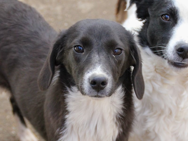 Aufgepasst - hier ist die charmante Traumhündin FLAVIA