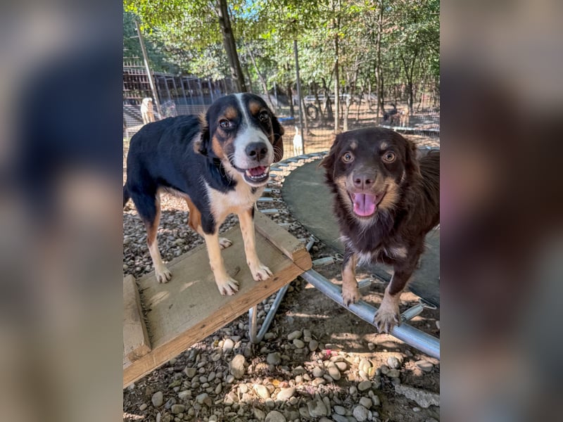 Verspielte, freundiche und verschmuste LOARA sucht ihr liebevolles Zuhause