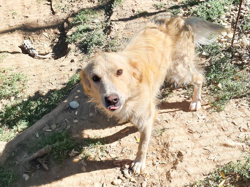 Charmanter MAXIM verzaubert durch seine fröhliche lustige Art