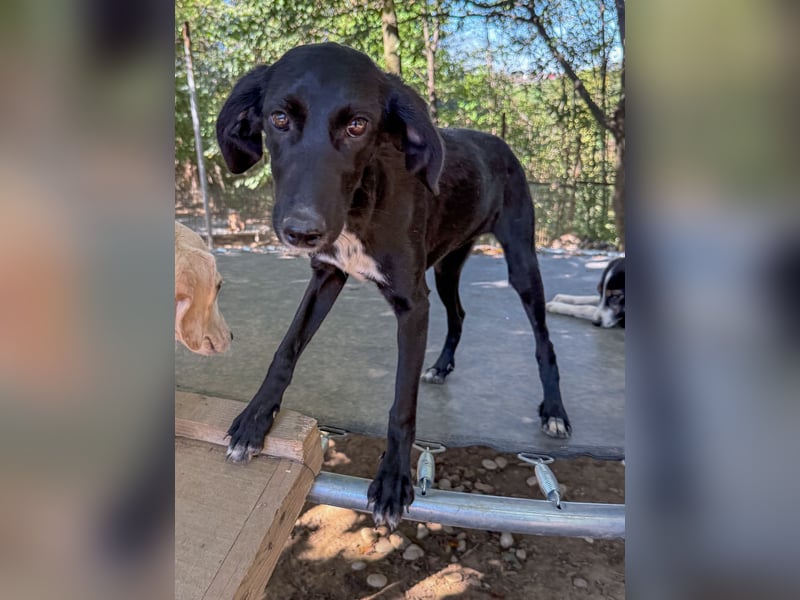 Bäuchleinkrauler gesucht für zuckersüße IRMA gesucht !