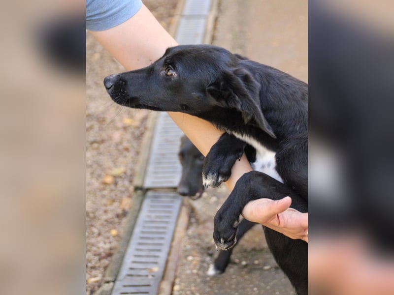 Bäuchleinkrauler gesucht für zuckersüße IRMA gesucht !