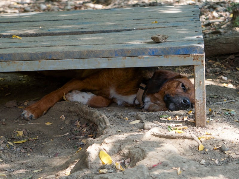 Zauberhafter DARIO - Herzenshund, Knutschkugel und Zuckerbub Zauberhafter DARIO - Herzenshund, Knutschkugel und Zuckerbub