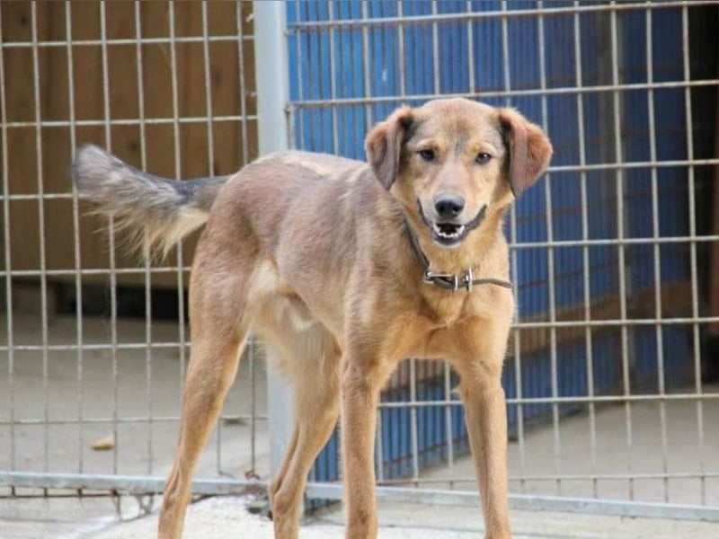 OSCAR steckt voller Lebensmut und such seine Herzensmenschen