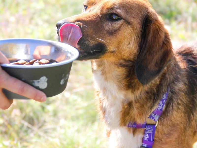 Zauberhafter DARIO - Herzenshund, Knutschkugel und Zuckerbub