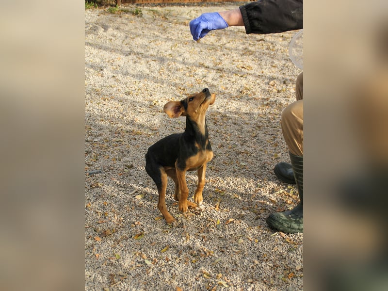 Sanfte und verschmuste FUTURE sucht ihr Kuschelkörbchen für Immer