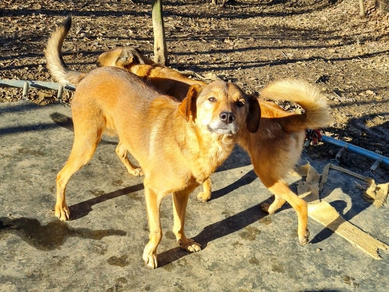 SVEN, liebenswerter Rentner sucht seinen Herzensmensch SVEN, liebenswerter Rentner sucht seinen Herzensmensch