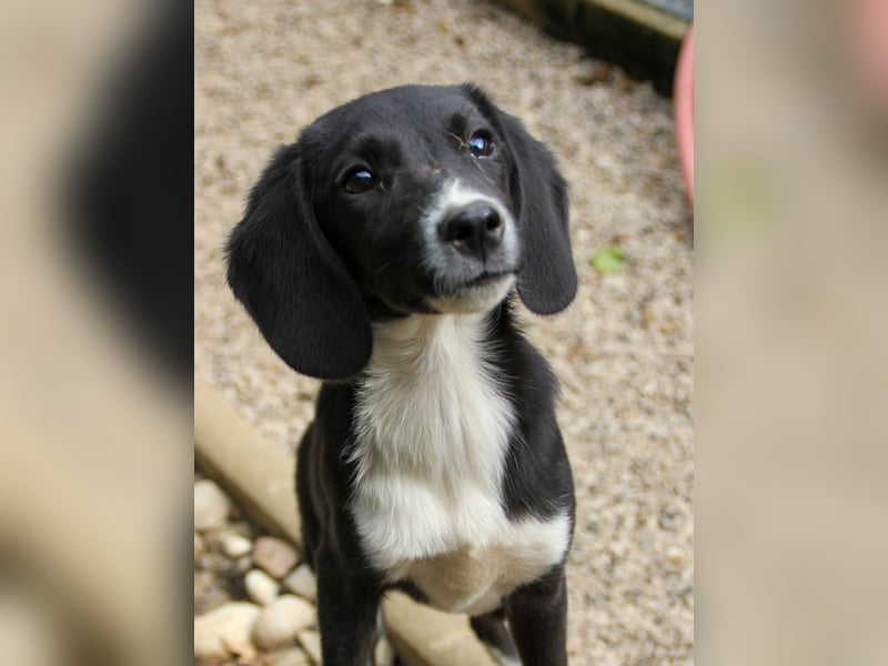 FLAVIA - wer bringt ihre Augen zum strahlen?