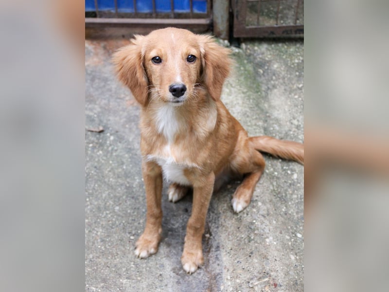 Charmanter IGOR sucht ein liebevolles Zuhause Charmanter IGOR sucht ein liebevolles Zuhause
