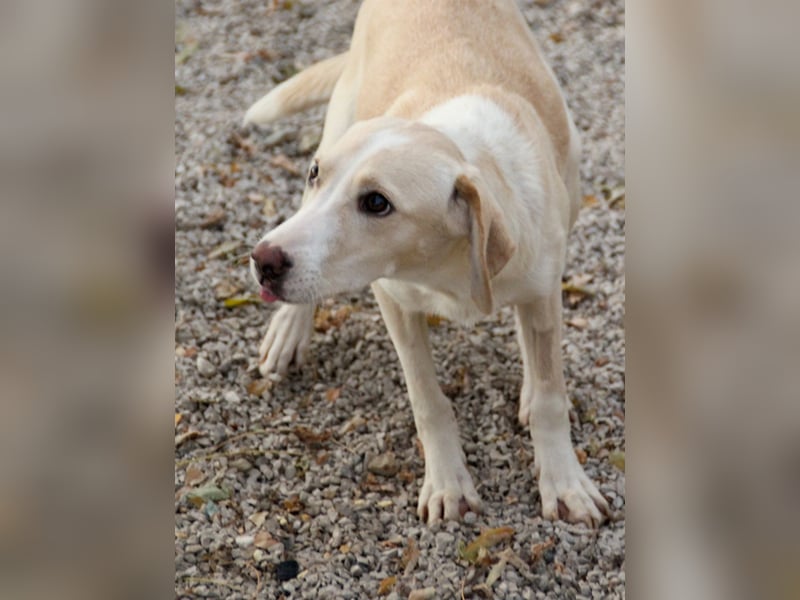 Bezaubernde MAGDALENA wäre gerne ein geliebtes Familienmitglied