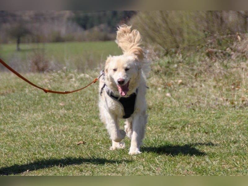 Bezaubernder MAXIM wäre gerne ein geliebtes Familienmitglied