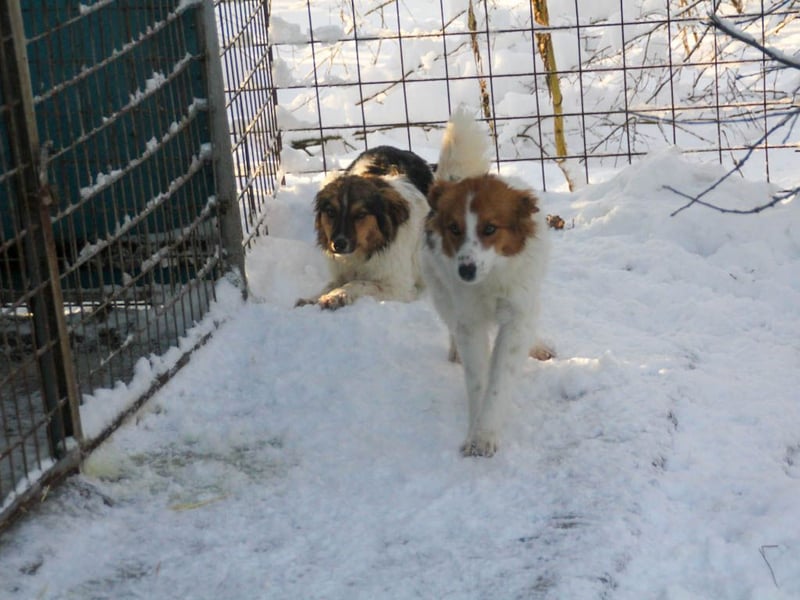 Halli-Hallo, ich FRIEDRICH, suche ein liebevolles Zuhause