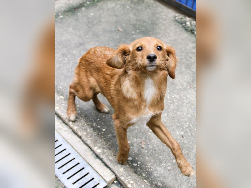 Charmanter IGOR sucht ein liebevolles Zuhause Charmanter IGOR sucht ein liebevolles Zuhause