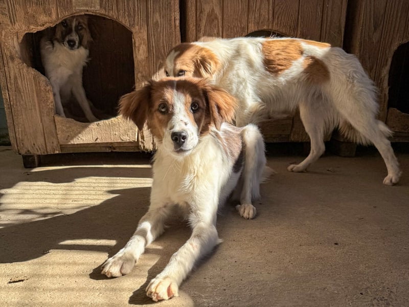Halli-Hallo, ich FRIEDRICH, suche ein liebevolles Zuhause