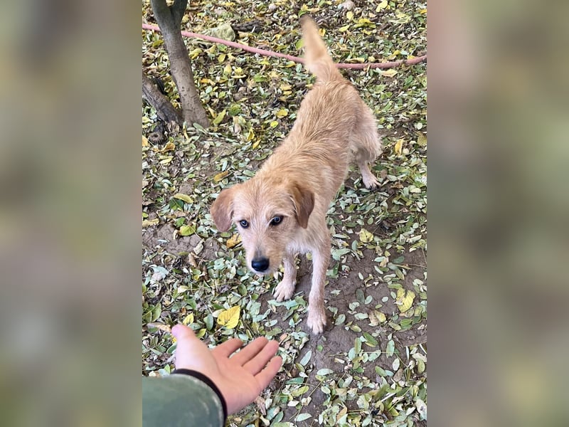 Zuckersüßer DARCY - manchmal etwas zurückhaltend aber doch neugierig
