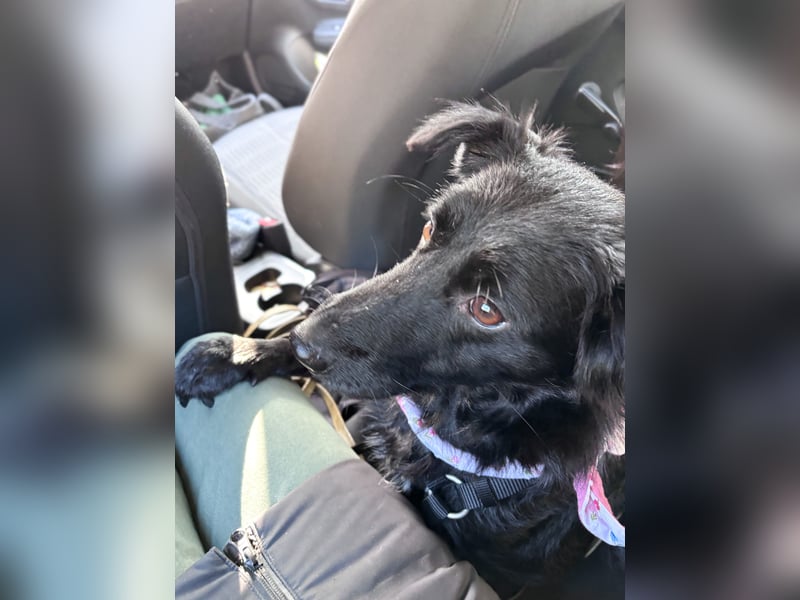 Lebensfrohe DAYA wartet in Erlangen auf DICH