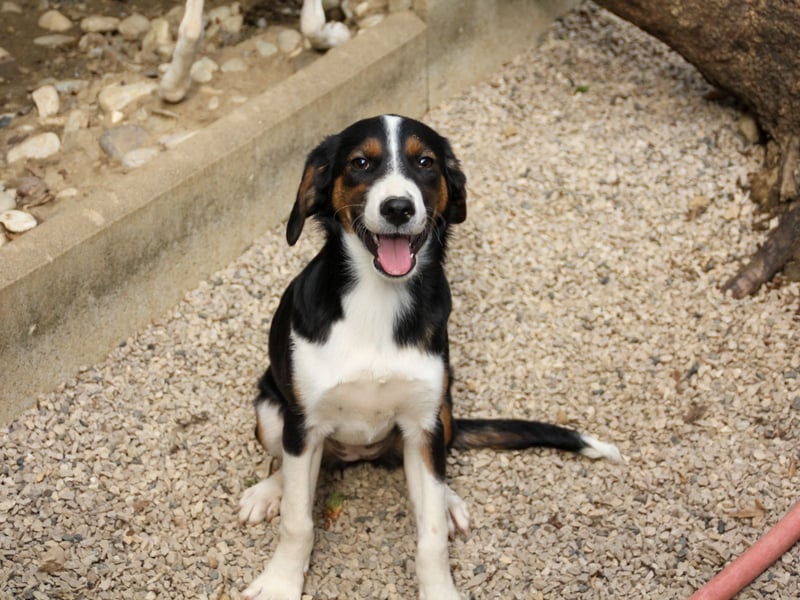 Zuckersüße LOARA - wer bringt ihre Augen zum strahlen? Zuckersüße LOARA - wer bringt ihre Augen zum strahlen?