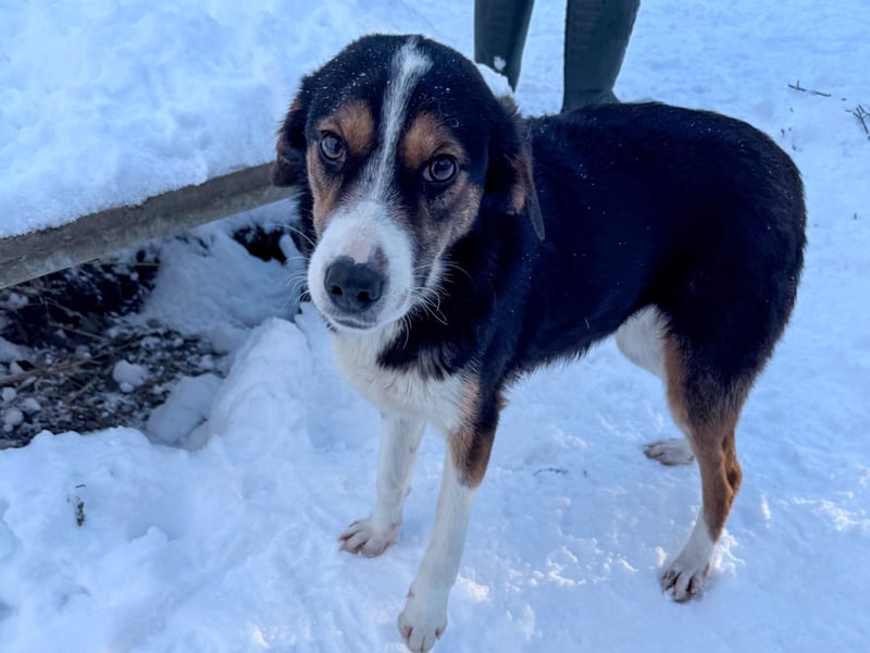 Zuckersüße LOARA sucht ihr Für-Immer-Zuhause