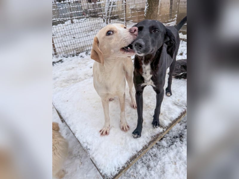 Kuscheln und Spielen im eigenen Zuhause, davon träumt die liebe IRMA