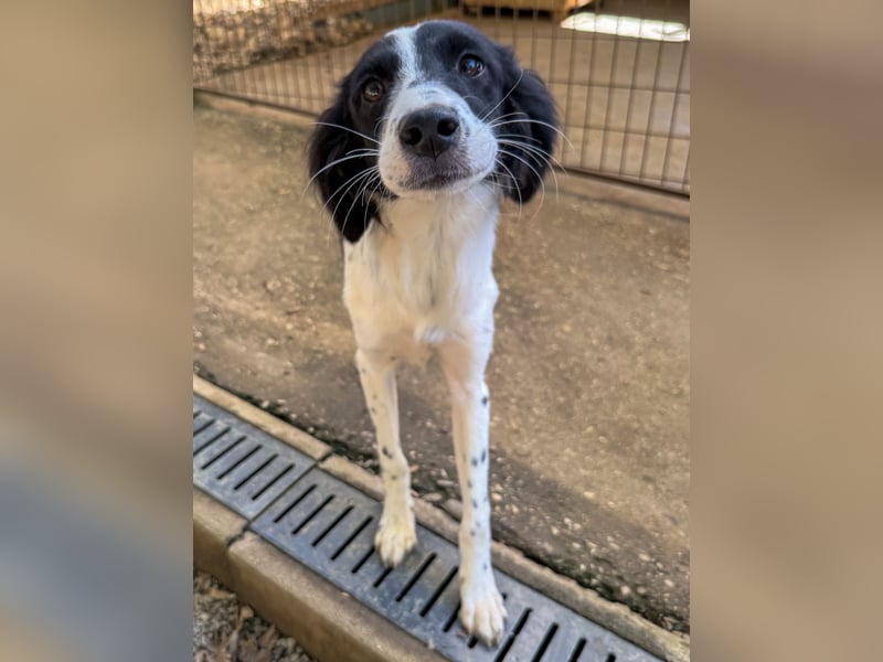 Sanfte und verschmuste IRNEA sucht ihr Kuschelkörbchen für Immer