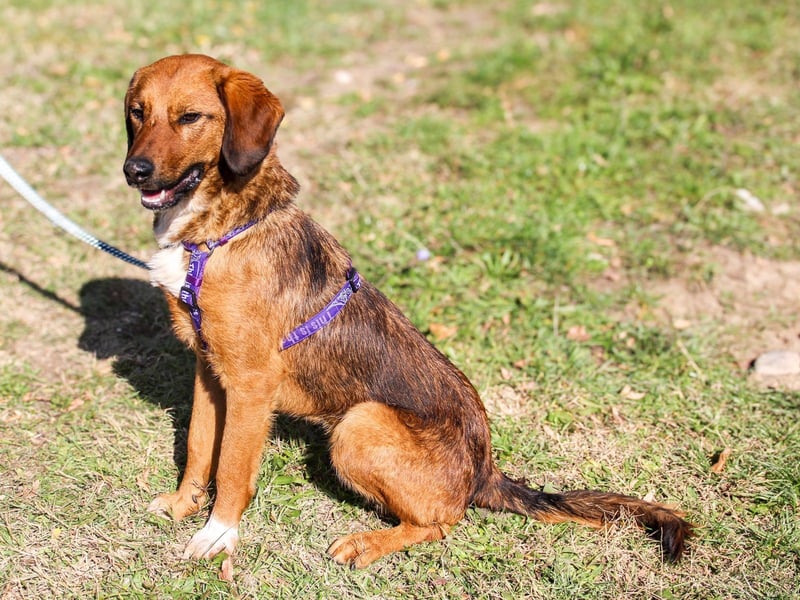 Zauberhafter DARIO - Herzenshund, Knutschkugel und Zuckerbub