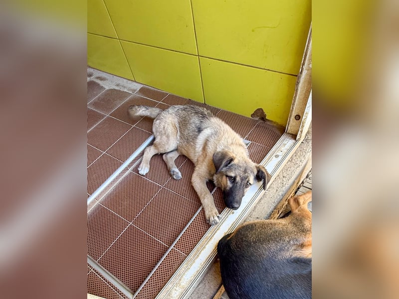 Kuschelmaus JOSEPHINE will endlich von ihren Menschen entdeckt werden