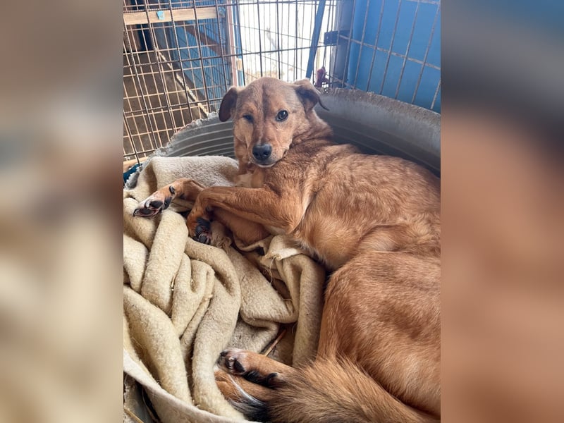 SVEN, liebenswerter Rentner sucht seinen Herzensmensch SVEN, liebenswerter Rentner sucht seinen Herzensmensch