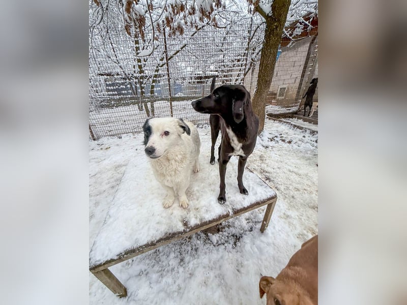 Kuscheln und Spielen im eigenen Zuhause, davon träumt die liebe IRMA