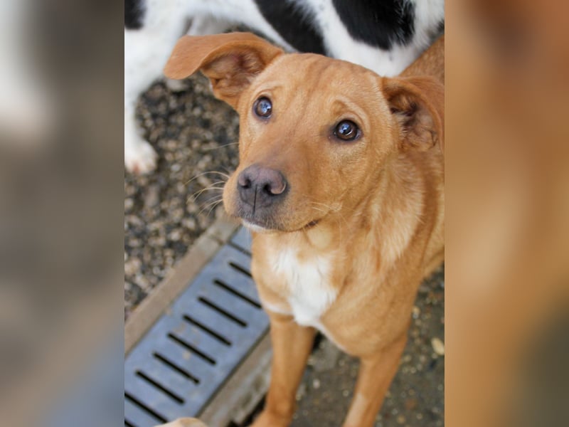 Süße MIRA ist ein Traum auf vier Pfoten