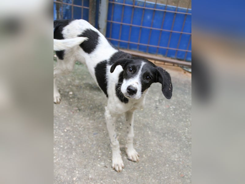 ILIAS ist ein lustiger und charmanter Hundebub