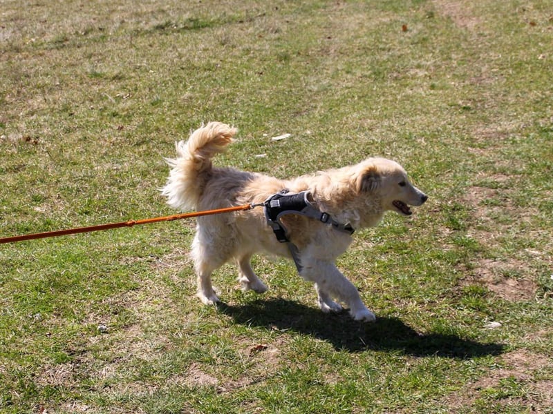 Bezaubernder MAXIM wäre gerne ein geliebtes Familienmitglied