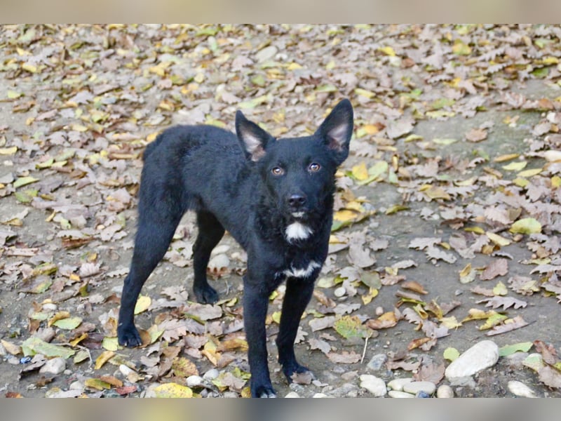 Zauberhafte BILLIE - sanfte Hündin mit einem großen Herz