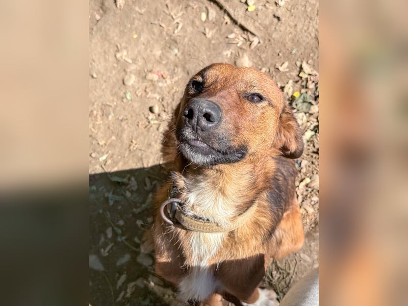 Zauberhafter DARIO - Herzenshund, Knutschkugel und Zuckerbub Zauberhafter DARIO - Herzenshund, Knutschkugel und Zuckerbub