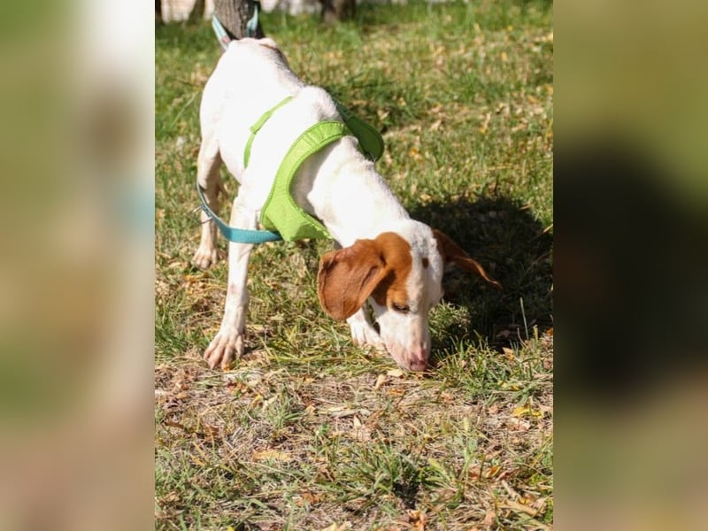 Hoppla - liebenswerter FICO möchte on tour gehen