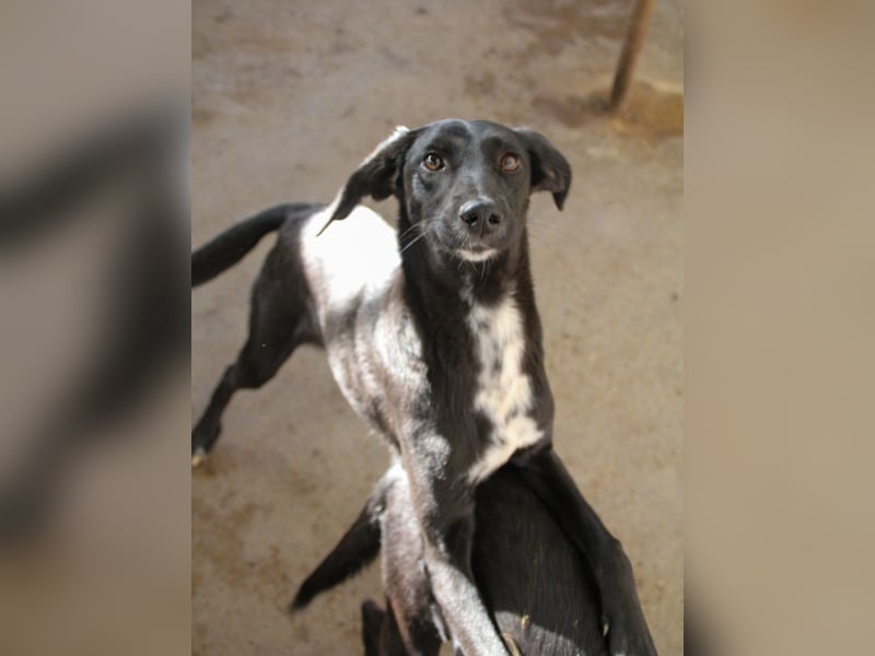 Sanfte und charmante IRMA sucht liebevolles Zuhause