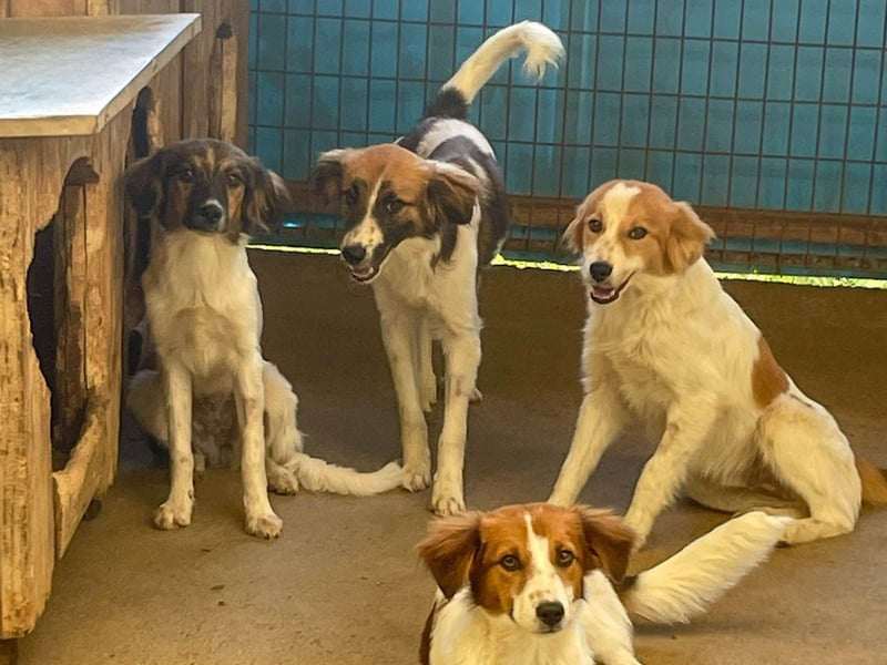 wunderschöner WILHELM sucht seine Familie