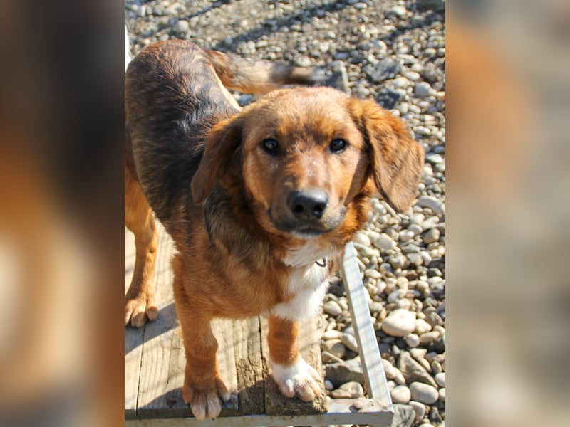 Zauberhafter DARIO - Herzenshund, Knutschkugel und Zuckerbub Zauberhafter DARIO - Herzenshund, Knutschkugel und Zuckerbub